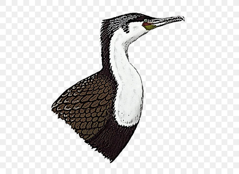 Birds Beak Water Bird Meter Water, PNG, 800x600px, Birds, Beak, Biology, Meter, Science Download Free