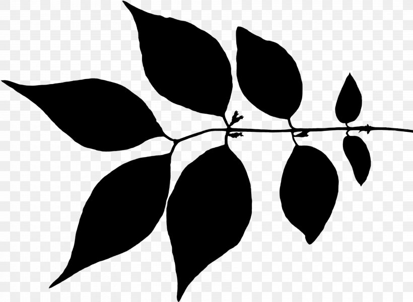 Clip Art Leaf Plant Stem Flower Pattern, PNG, 3546x2595px, Leaf, Black M, Blackandwhite, Botany, Branch Download Free