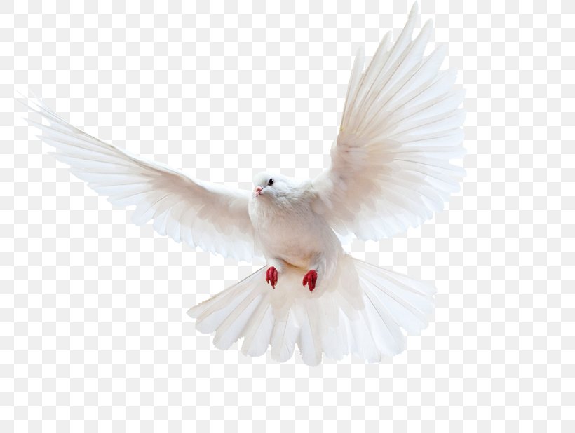 Columbidae Bird Homing Pigeon Doves As Symbols Release Dove, PNG, 800x618px, Columbidae, Beak, Bird, Domestic Pigeon, Doves As Symbols Download Free