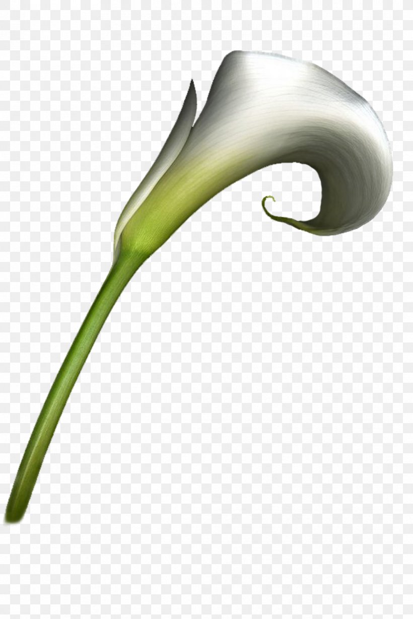 Flower Painting, PNG, 1067x1600px, Flower, Adobe Freehand, Arumlily, Painting, Photography Download Free