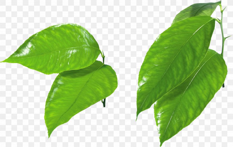 Leaf Green Clip Art, PNG, 3528x2225px, Leaf, Autumn Leaf Color, Green, Image Resolution, Plant Download Free