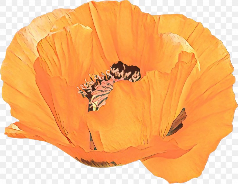 Orange, PNG, 2490x1934px, Cartoon, Corn Poppy, Eschscholzia Californica, Flower, Orange Download Free