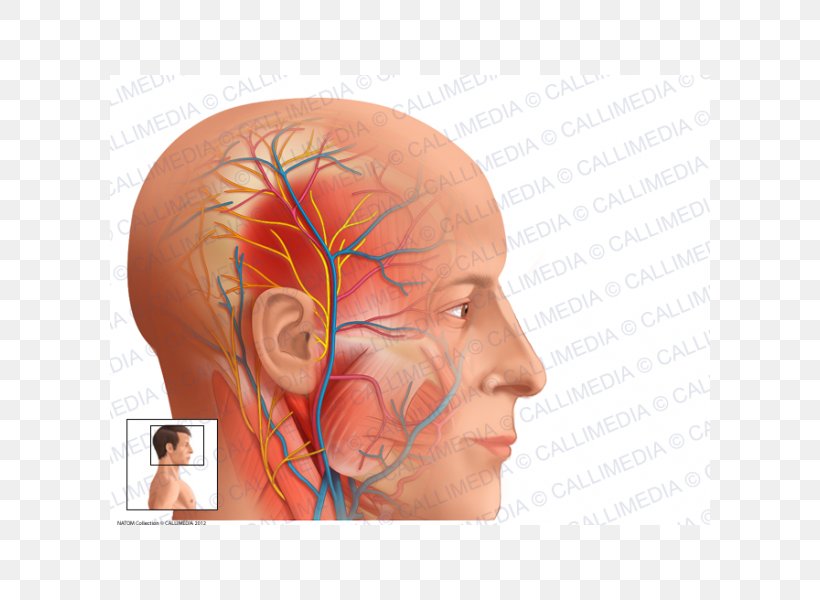Auriculotemporal Nerve Superficial Temporal Artery Anatomy Superficial Temporal Vein, PNG, 600x600px, Watercolor, Cartoon, Flower, Frame, Heart Download Free