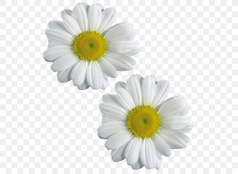 Flowers Background, PNG, 533x600px, Chamomile, Artificial Flower, Aster, Asterales, Barberton Daisy Download Free