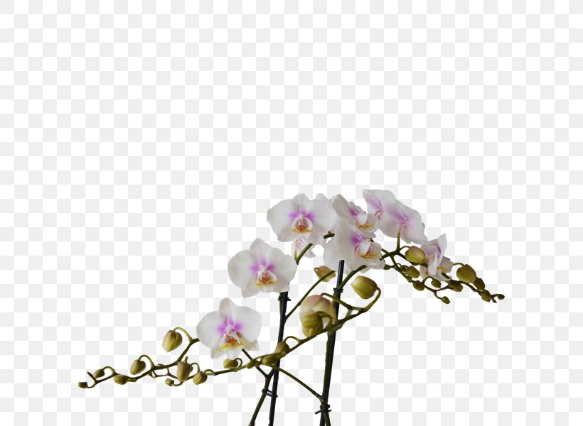 Moth Orchids Cut Flowers Floral Design Plant Stem, PNG, 600x600px, Moth Orchids, Blossom, Body Jewellery, Body Jewelry, Branch Download Free