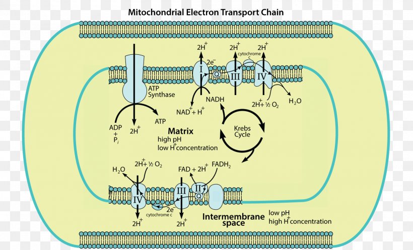 Electron Transport Chain Mitochondrion Cellular Respiration Adenosine Triphosphate The Structure Of Mitochondria, PNG, 1618x981px, Electron Transport Chain, Adenosine Triphosphate, Area, Cell, Cell Membrane Download Free