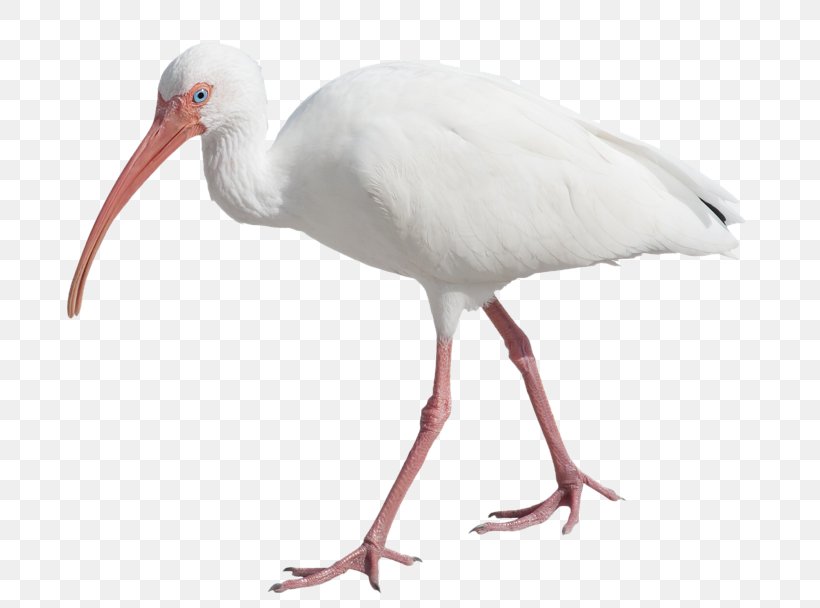 Bird American White Ibis Scarlet Ibis Eurasian Spoonbill, PNG, 777x608px, Bird, African Sacred Ibis, American White Ibis, Beak, Ciconiiformes Download Free