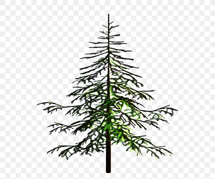 Christmas Black And White, PNG, 600x683px, Spruce, American Larch, Balsam Fir, Branch, Christmas Day Download Free