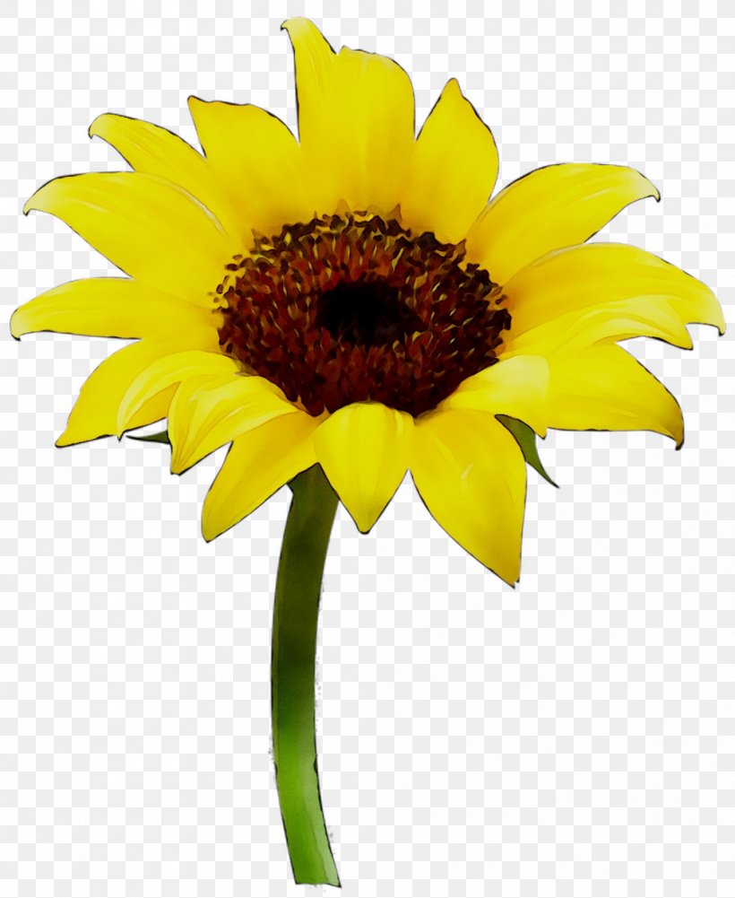 Common Sunflower Vase Sunflower Oil, PNG, 1007x1230px, Common Sunflower, Annual Plant, Arrangement, Asterales, Cuisine Download Free