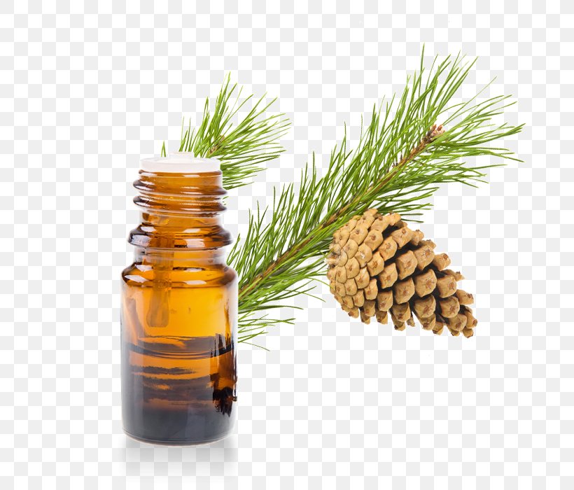 Essential Oil Aromatherapy Scots Pine Aroma Compound, PNG, 700x700px, Essential Oil, American Larch, American Pitch Pine, Aroma Compound, Aromatherapy Download Free