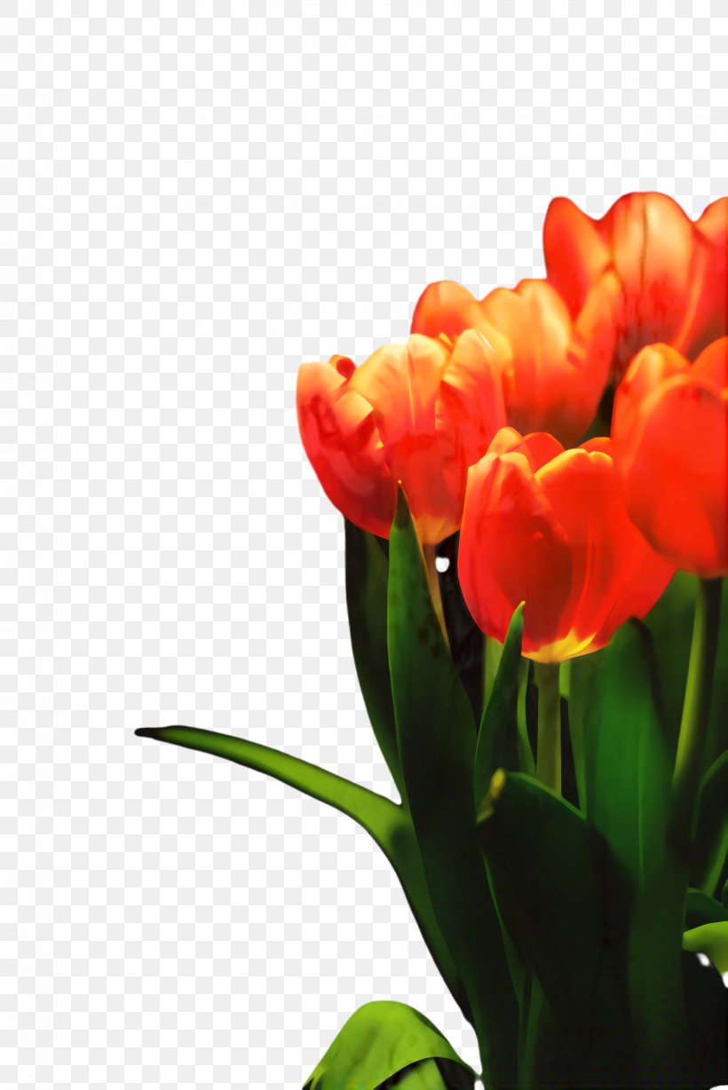 Flowers Background, PNG, 1632x2445px, Tulip, Blossom, Bud, Closeup, Cut Flowers Download Free