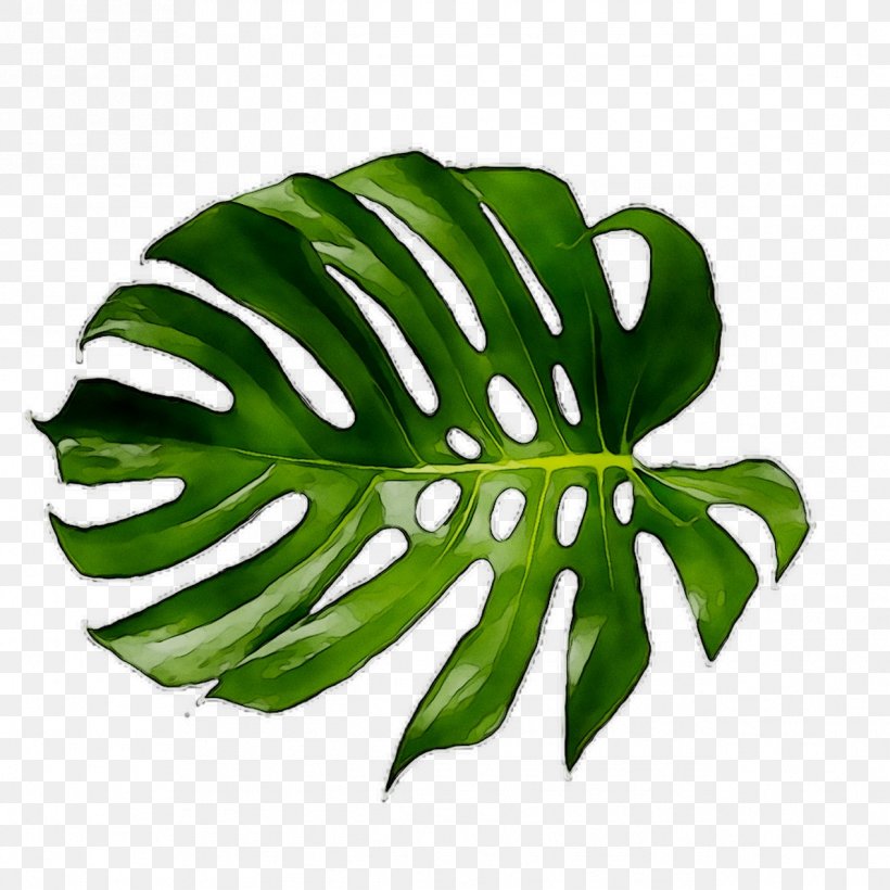Swiss Cheese Plant Leaf Tropical Garden Plant Stem, PNG, 1269x1269px, Swiss Cheese Plant, Alismatales, Arum Family, Botany, Fern Download Free