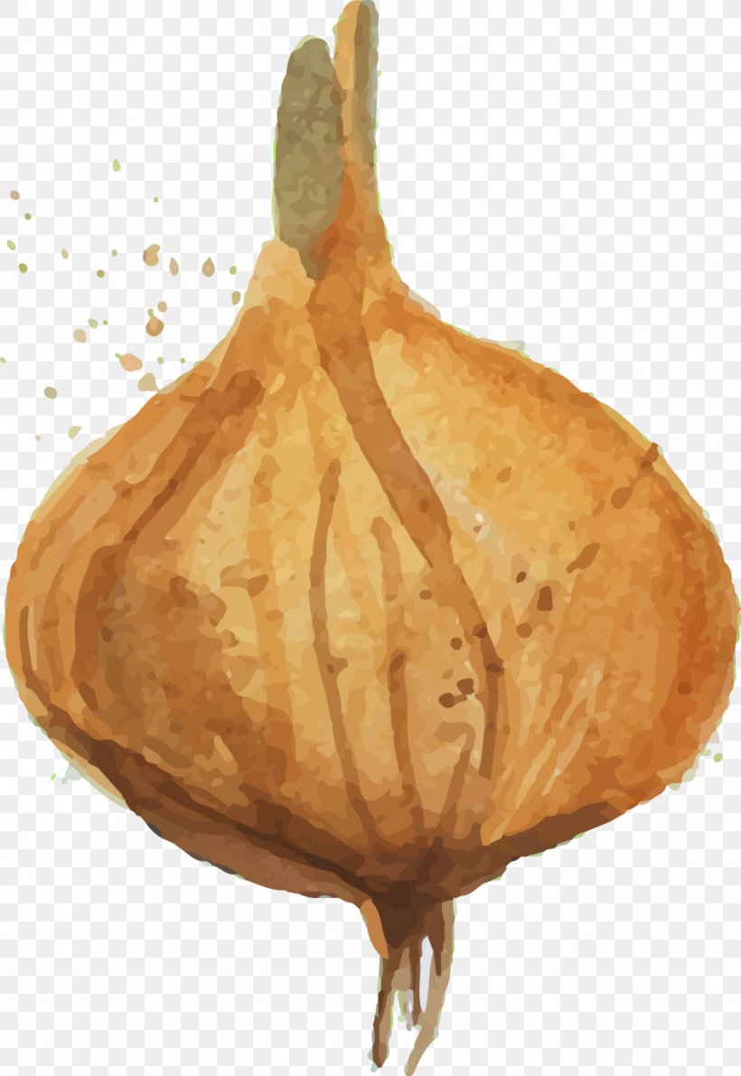 Yellow Onion Drawing, PNG, 949x1379px, Onion, Commodity, Drawing, Food, Garlic Download Free