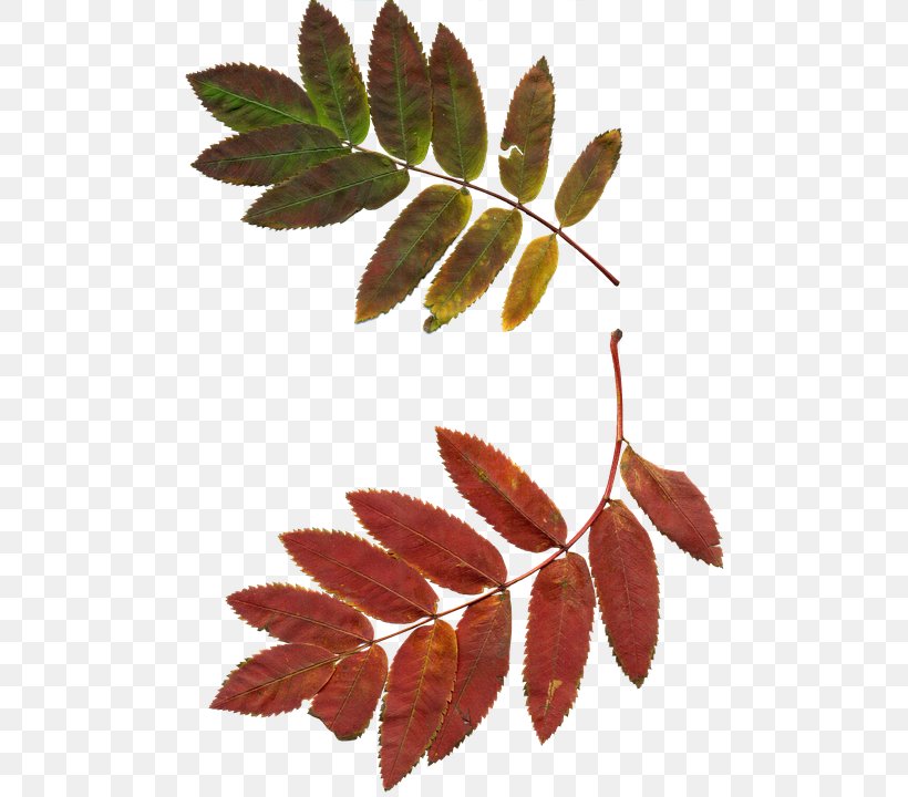 A Sprig Of Rowan Leaf Clip Art, PNG, 503x720px, Leaf, Branch, Drawing, Photography, Plant Download Free