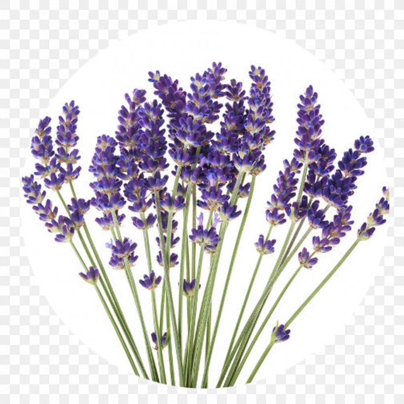English Lavender Stock Photography Flower Plant French Lavender, PNG, 937x938px, English Lavender, Cut Flowers, Essential Oil, Flower, Flowering Plant Download Free