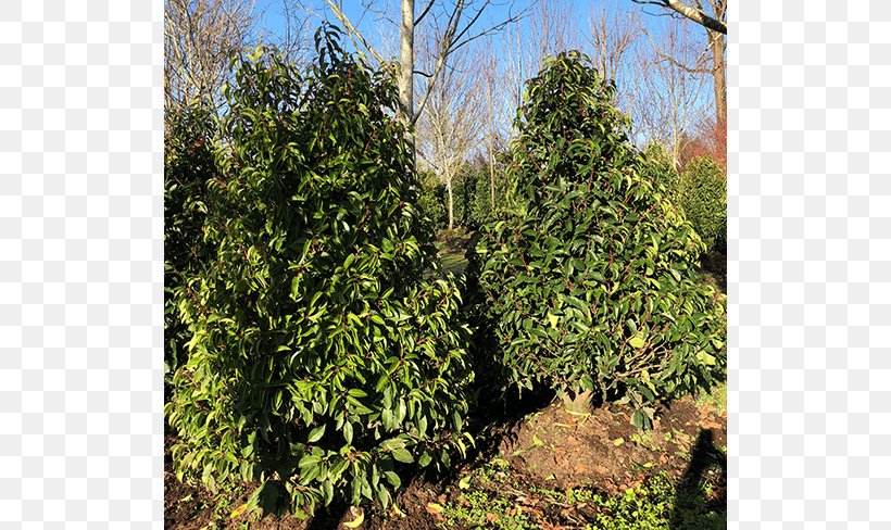 Tree Leyland Cypress Arborvitae Evergreen Shrub, PNG, 650x488px, Tree, Arborvitae, Biome, Cupressus, Ecosystem Download Free