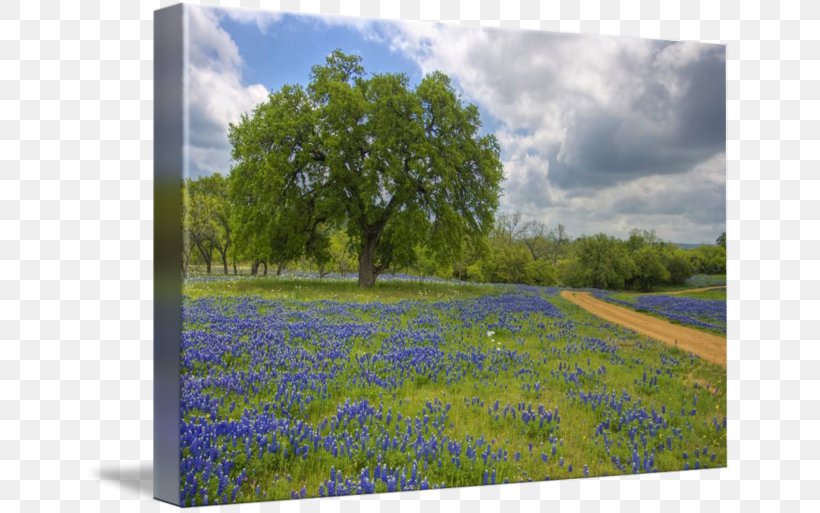 Bluebonnet Texas Hill Country Painting Art, PNG, 650x513px, Bluebonnet, Art, Artist, Canvas Print, English Lavender Download Free