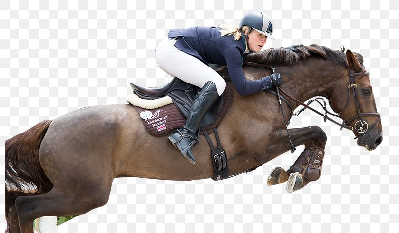 Horse Tack Equestrian Stallion English Riding, PNG, 800x480px, Horse, Animal Sports, Bit, Bridle, English Riding Download Free