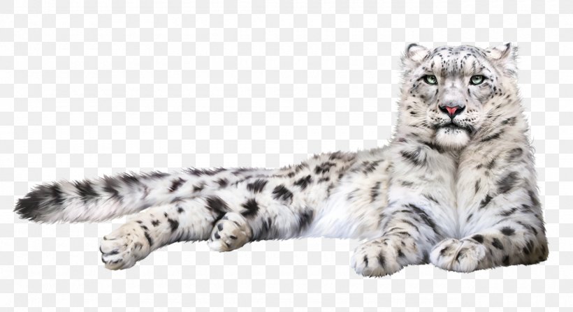 Snow Leopard Felidae Cat Whiskers, PNG, 1280x699px, Snow Leopard, Animal, Animal Figure, Big Cats, Blog Download Free