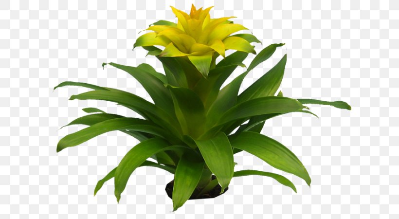 Flowering Plant Asplenium Nidus Bromelia Poinsettia, PNG, 641x450px, Flowering Plant, Asplenium Nidus, Bromelia, Bromeliads, Burknar Download Free