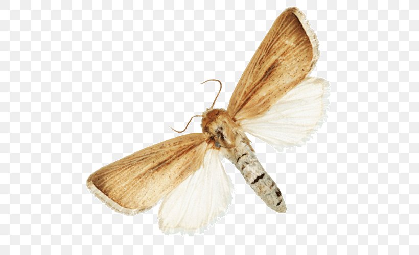 Silkworm Insect Turnip Moth Butterflies And Moths Fruit Flies, PNG, 500x500px, Silkworm, Arthropod, Bombycidae, Bombyx Mori, Butterflies And Moths Download Free
