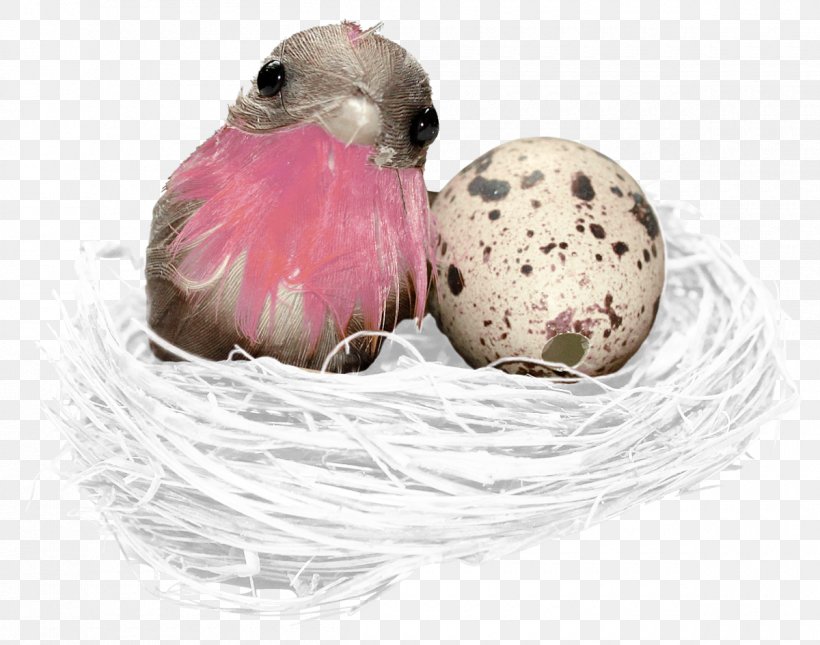 Bird Nest Egg Bird Nest, PNG, 1200x945px, Bird, Aperitivos Salados, Beak, Bird Nest, Clutch Download Free