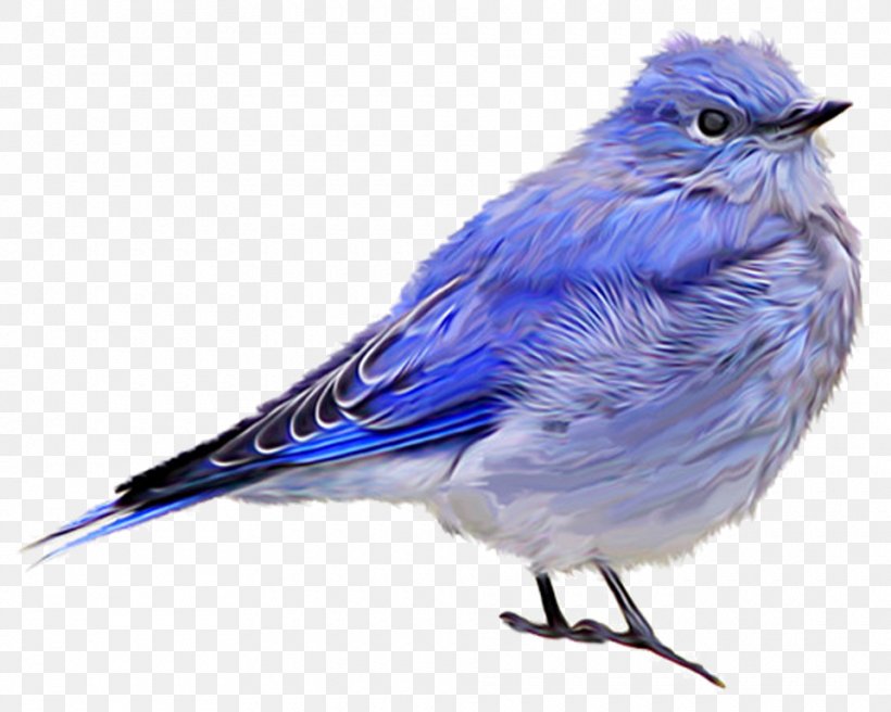 Bird House Sparrow Blue Jay Finches, PNG, 960x768px, Bird, American Sparrows, Beak, Bird Flight, Blue Jay Download Free