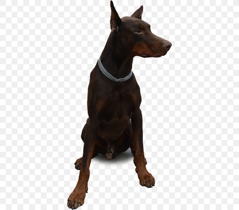 Dobermann Miniature Pinscher German Pinscher Dogo Argentino German Shepherd, PNG, 360x720px, Dobermann, Animal, Canidae, Carnivoran, Dog Download Free