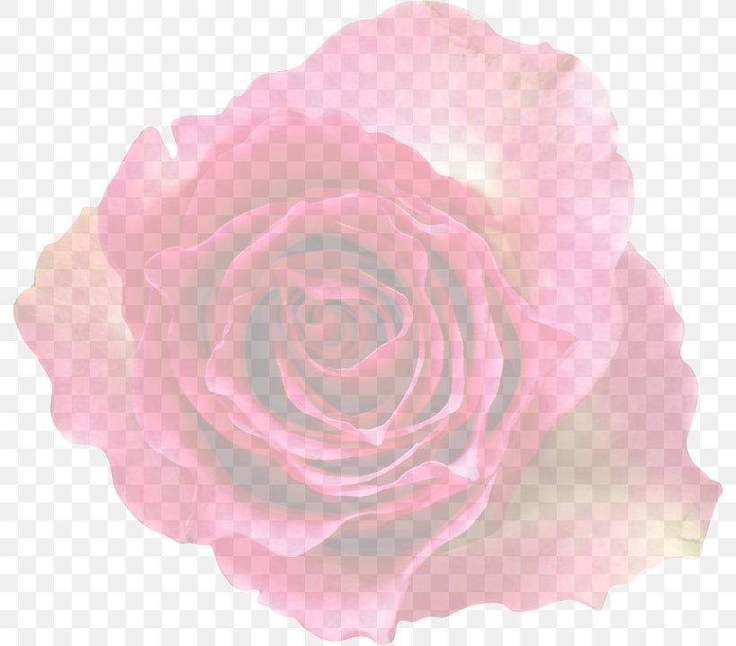 Garden Roses Cabbage Rose Pink Floribunda Clip Art, PNG, 792x720px, Garden Roses, Cabbage Rose, Cut Flowers, Floribunda, Flower Download Free