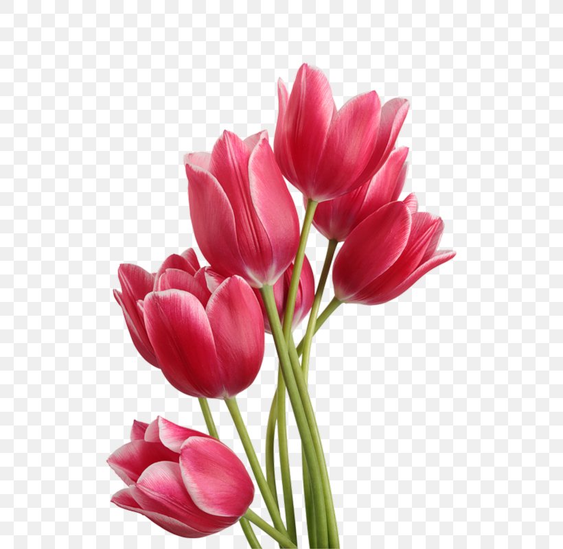 Tulip Flower Bouquet Clip Art, PNG, 564x800px, Tulip, Bud, Cut Flowers, Display Resolution, Dots Per Inch Download Free