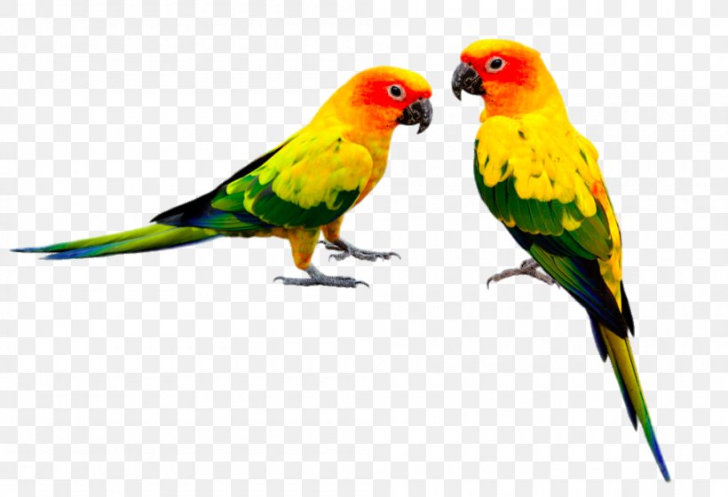 Bird Feeders Parrot Budgerigar Cockatiel, PNG, 1000x683px, Bird, Beak, Bird Feeders, Birdcage, Budgerigar Download Free