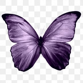 Butterfly Desktop Wallpaper Aesthetics Clip Art Png 500x501px Butterfly Aesthetics Art Insect Invertebrate Download Free