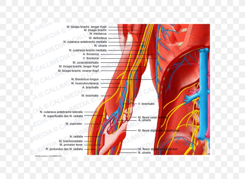Elbow Ulnar Nerve Arm Human Body, PNG, 600x600px, Watercolor, Cartoon, Flower, Frame, Heart Download Free