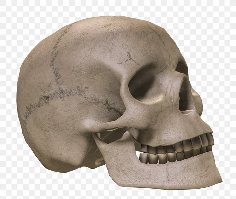 Skull Bone Skeleton, PNG, 1280x1080px, 3d Rendering, Skull, Bone, Deviantart, Fontanelle Download Free