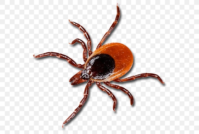 Tick Lyme Disease Health Chronic Condition, PNG, 555x555px, Tick, Arachnid, Arthropod, Chronic Condition, Decapoda Download Free