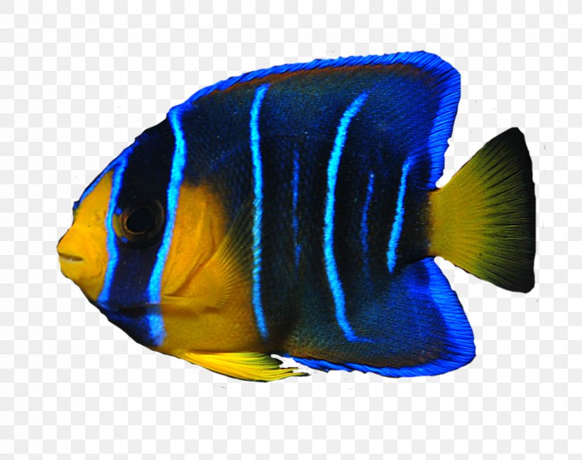 Angelfish Ocean Clip Art, PNG, 824x653px, Angelfish, Animal, Blue, Cobalt Blue, Coral Reef Fish Download Free