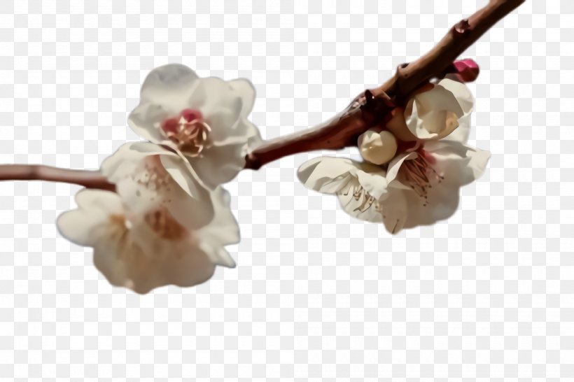 Cherry Blossom, PNG, 2000x1332px, Flower, Blossom, Branch, Bud, Cherry Blossom Download Free