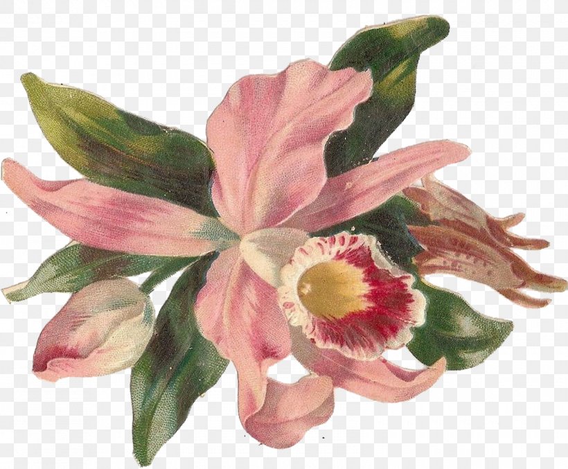 Flower Orchids Clip Art, PNG, 1600x1322px, Flower, Alstroemeriaceae, Art, Berry, Cut Flowers Download Free