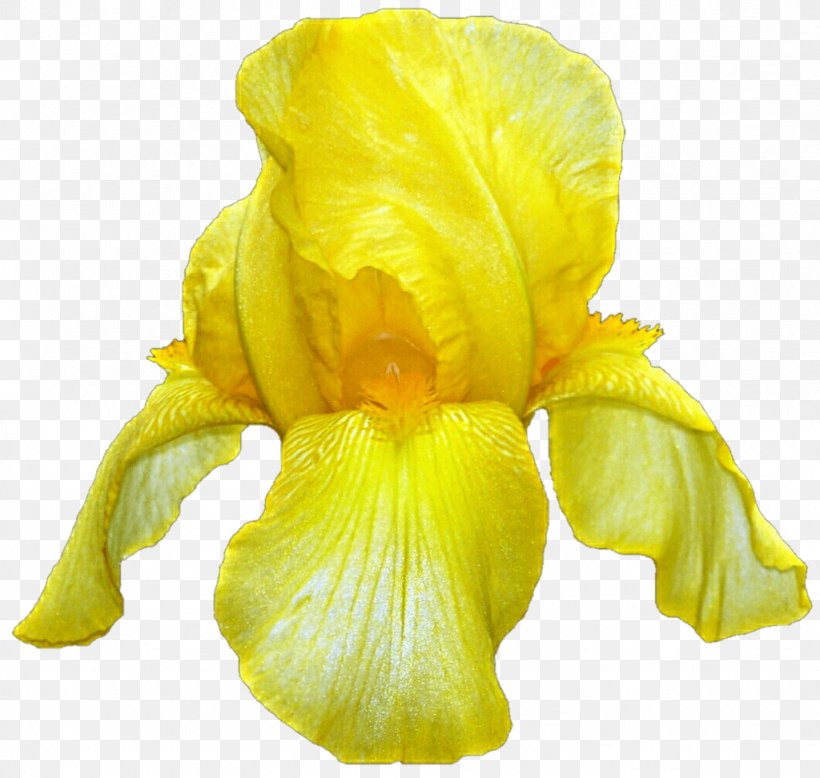 Iris Pseudacorus Flower Iridaceae, PNG, 1024x972px, Iris Pseudacorus, Flower, Flowering Plant, Iridaceae, Iris Download Free