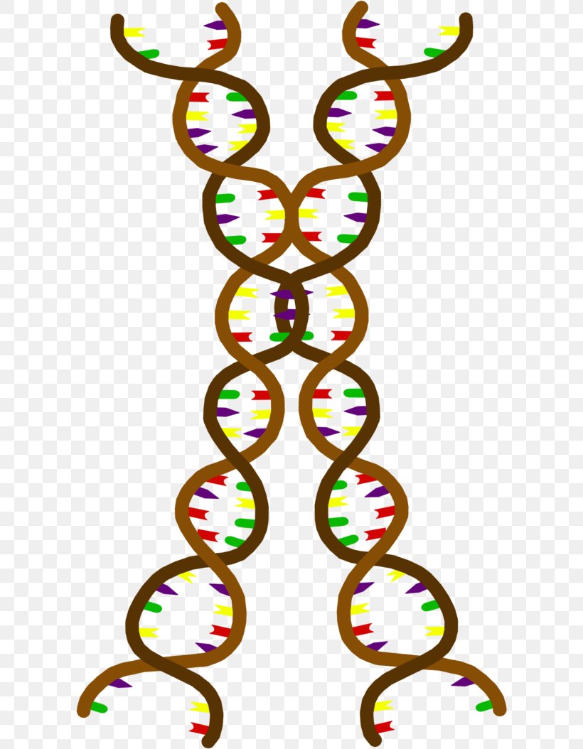LIHKG討論區 Organism Cell Genetics Ploidy, PNG, 606x1054px, Organism, Art, Artwork, Cell, Genetics Download Free
