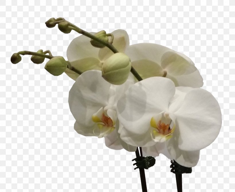 Moth Orchids Cut Flowers Flower Bouquet, PNG, 1504x1230px, Moth Orchids, Blossom, Cattleya Orchids, Cut Flowers, Floral Design Download Free