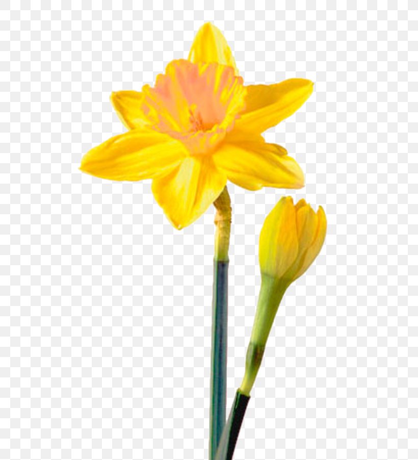Birth Flower Clip Art Tulip Bulb, PNG, 526x902px, Birth Flower, Amaryllis Family, Birthstone, Bulb, Bunchflowered Daffodil Download Free