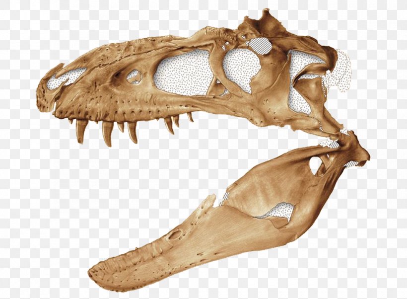 Bistahieversor Tyrannosaurus Kirtland Formation Dinosaur Aublysodon, PNG, 980x720px, Bistahieversor, Bone, Climate Change, Dinosaur, Edmontosaurus Annectens Download Free