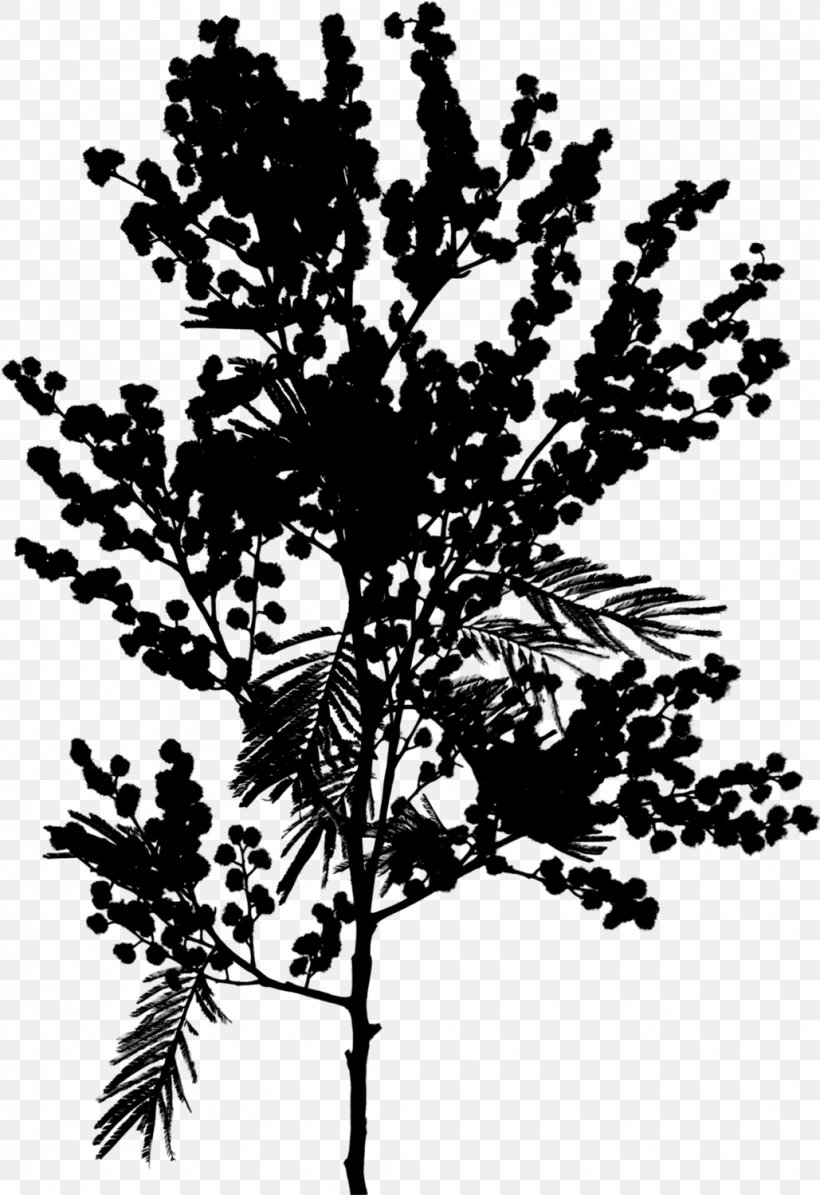 Twig Plant Stem Flower Leaf Pine, PNG, 1029x1500px, Twig, American Larch, Blackandwhite, Botany, Branch Download Free