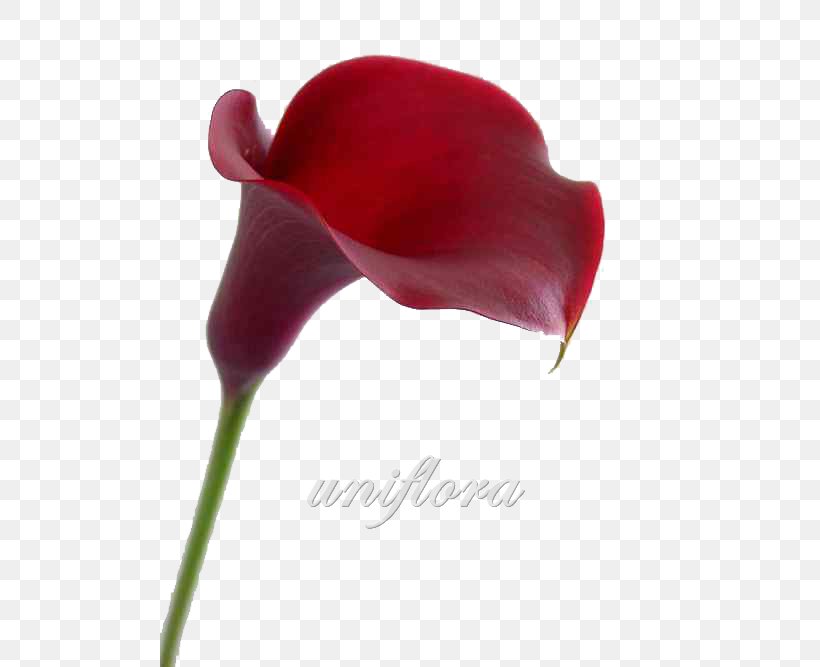 Arum-lily Bog Arum Red Flower Pink Calla Lily, PNG, 500x667px, Arumlily, Bog Arum, Calla Lily, Cut Flowers, Flower Download Free