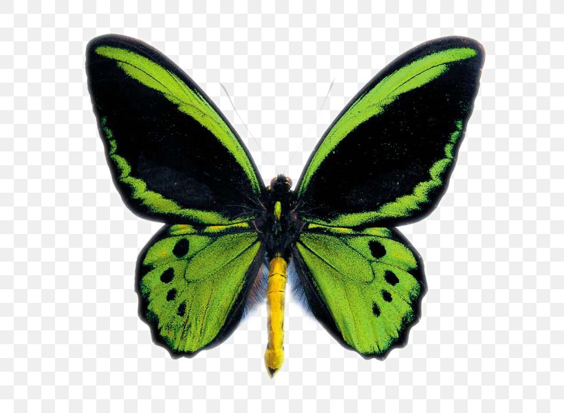 Australian Butterfly Sanctuary Insect Ornithoptera Euphorion Ornithoptera Priamus, PNG, 600x600px, Butterfly, Arthropod, Australian Butterfly Sanctuary, Birdwing, Brush Footed Butterfly Download Free