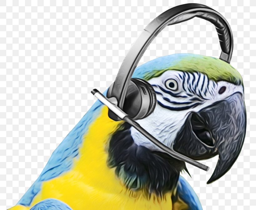Bird Parrot, PNG, 800x674px, Macaw, Beak, Bird, Budgie, Feather Download Free