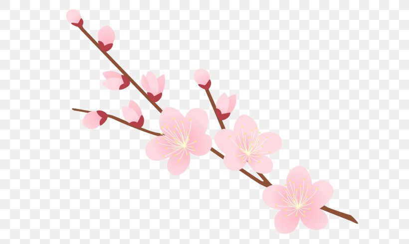 Cherry Blossom Background, PNG, 700x490px, Blossom, Branch, Cherries, Cherry Blossom, Flower Download Free