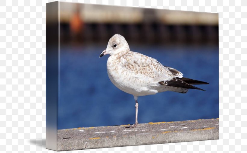 Great Black-backed Gull European Herring Gull Gulls Wader American Herring Gull, PNG, 650x507px, Great Blackbacked Gull, American Herring Gull, Beak, Bird, Charadriiformes Download Free