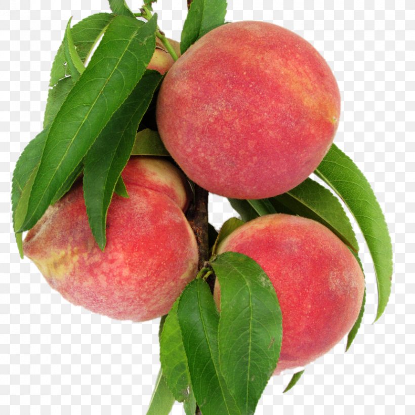 Nectarine Leaf Peach Food, PNG, 860x860px, Nectarine, Allium Fistulosum, Apple, Apricot, Auglis Download Free